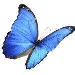 Schmetterling in blau