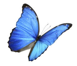 Schmetterling in blau